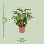 Alpinia Zerumbet Variegata (siergember) – Ø27 cm, 80 cm hoog