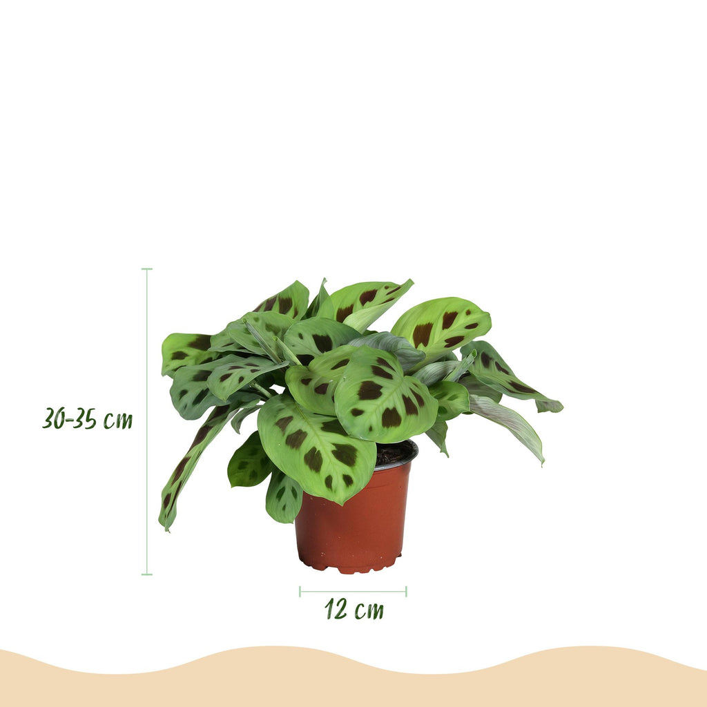 Maranta Fascinator Kerchoveana (bedejaguar) med kurv – Ø12 cm, 25 cm høj