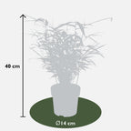 Fargesia rufa (bamboo) – 8 plants, Ø14 cm, 40 cm high