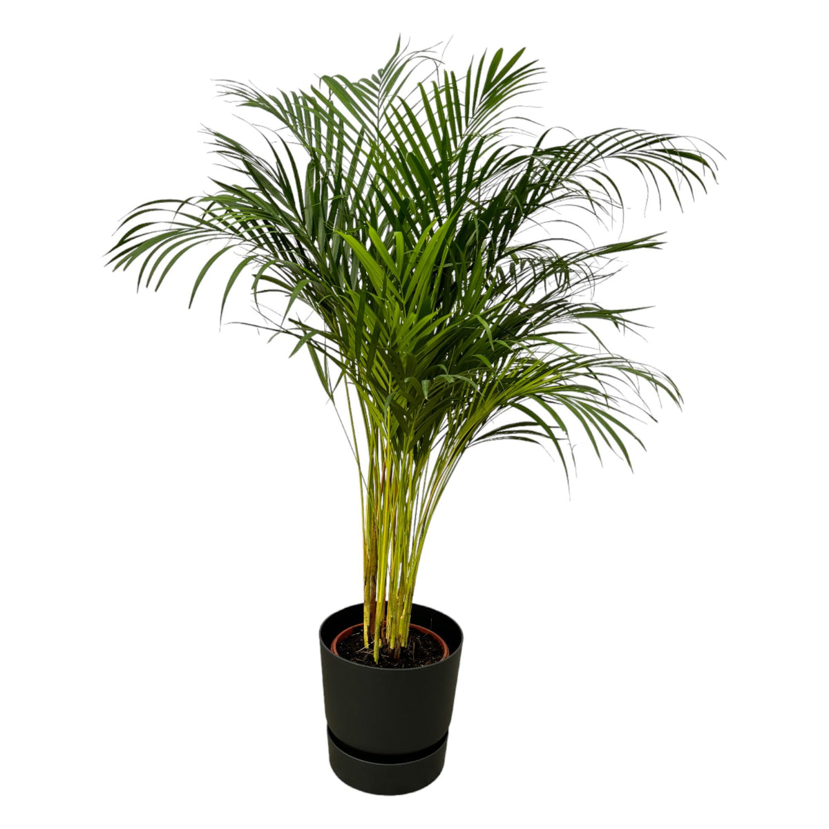 Areca palm (Dypsis) in Greenville Round-sierpot zwart – Ø24 cm, 130 cm hoog