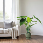 Alocasia Cucullata (elefantøre) – Ø19 cm, 55 cm høj