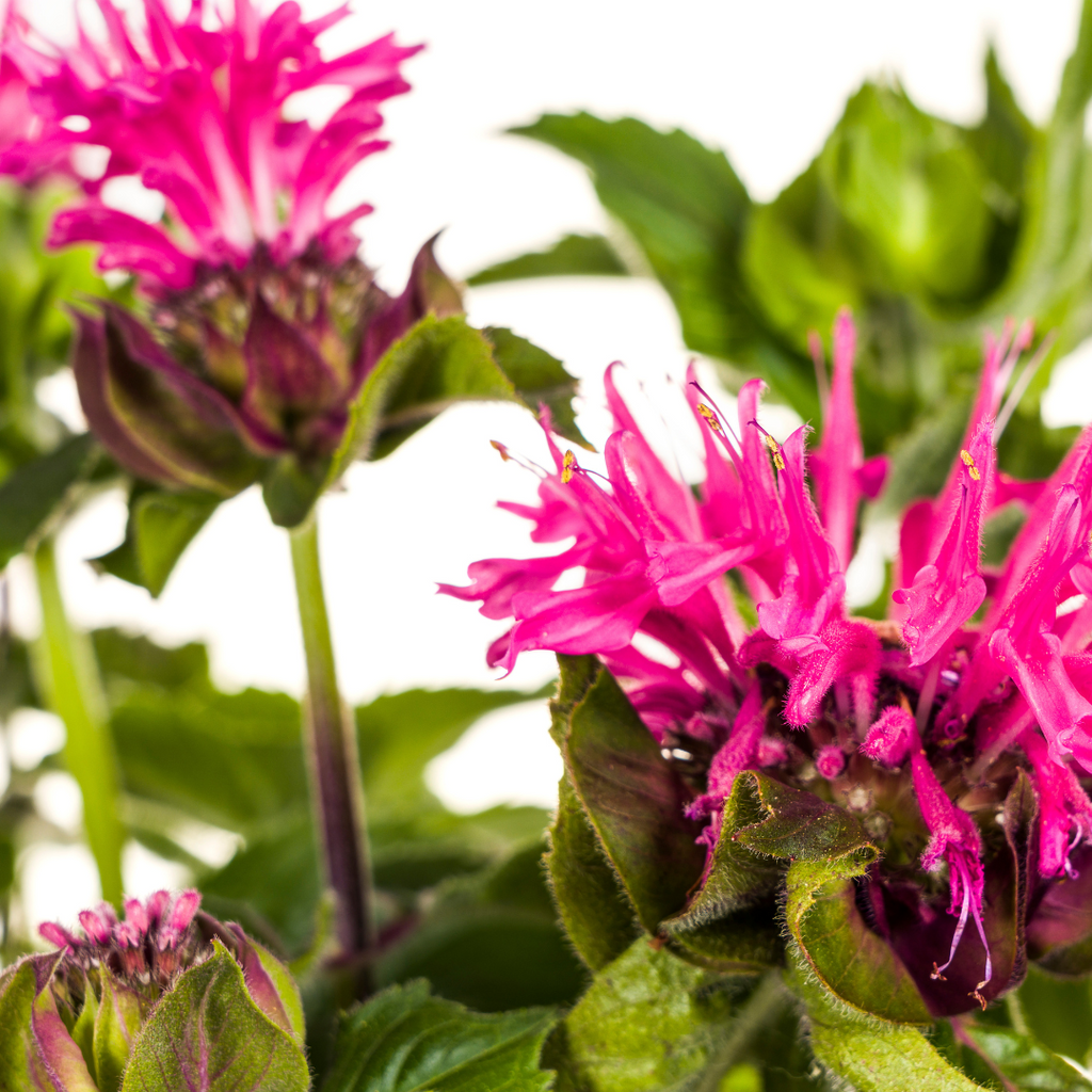 Monarda 'Didyma Pink' (bergamotteplante) – Ø19 cm, 45–60 cm høj – billede 3