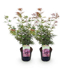 Acer palmatum 'Jerre Swarts' (donker rood) – donkerrood – 2 planten, Ø19 cm, 70 cm hoog