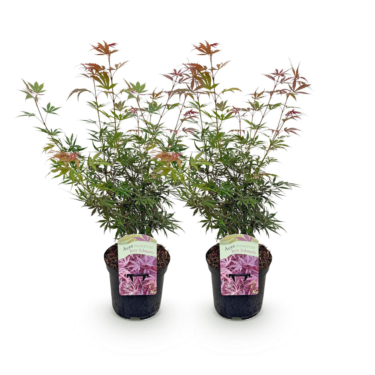 Acer palmatum 'Jerre Swarts' (donker rood) – donkerrood – 2 planten, Ø19 cm, 70 cm hoog