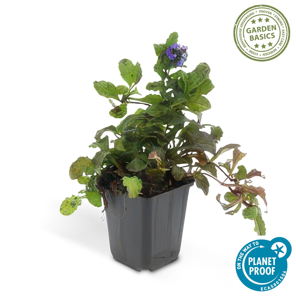 Ajuga reptans (creeping bugleweed) – 60 plants, Ø9 cm, 10–25 cm high – photo 3