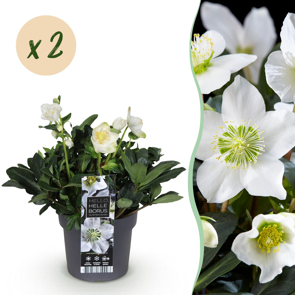 Helleborus 'Christmas Carol' (hellébore de Noël) – 2 plantes, Ø17 cm, 35 cm de haut