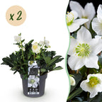 Helleborus 'Christmas Carol' (hellébore de Noël) – 2 plantes, Ø17 cm, 35 cm de haut
