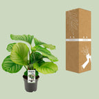 Calathea orbifolia – Ø14 cm, 50 cm hoog