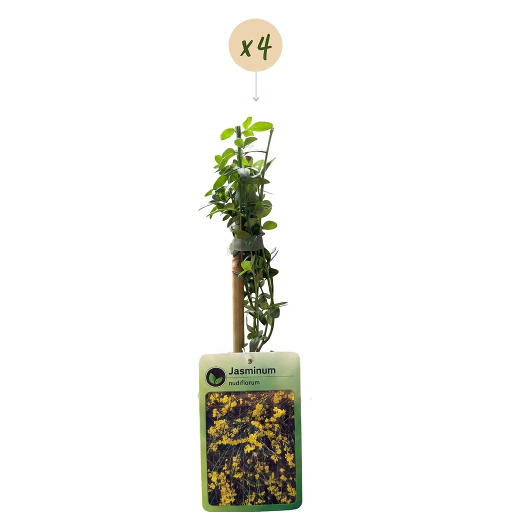 Jasminum nudiflorum (jasmin d'hiver) – jaune – 4 plantes, Ø9 cm, 35 cm de haut – photo 2