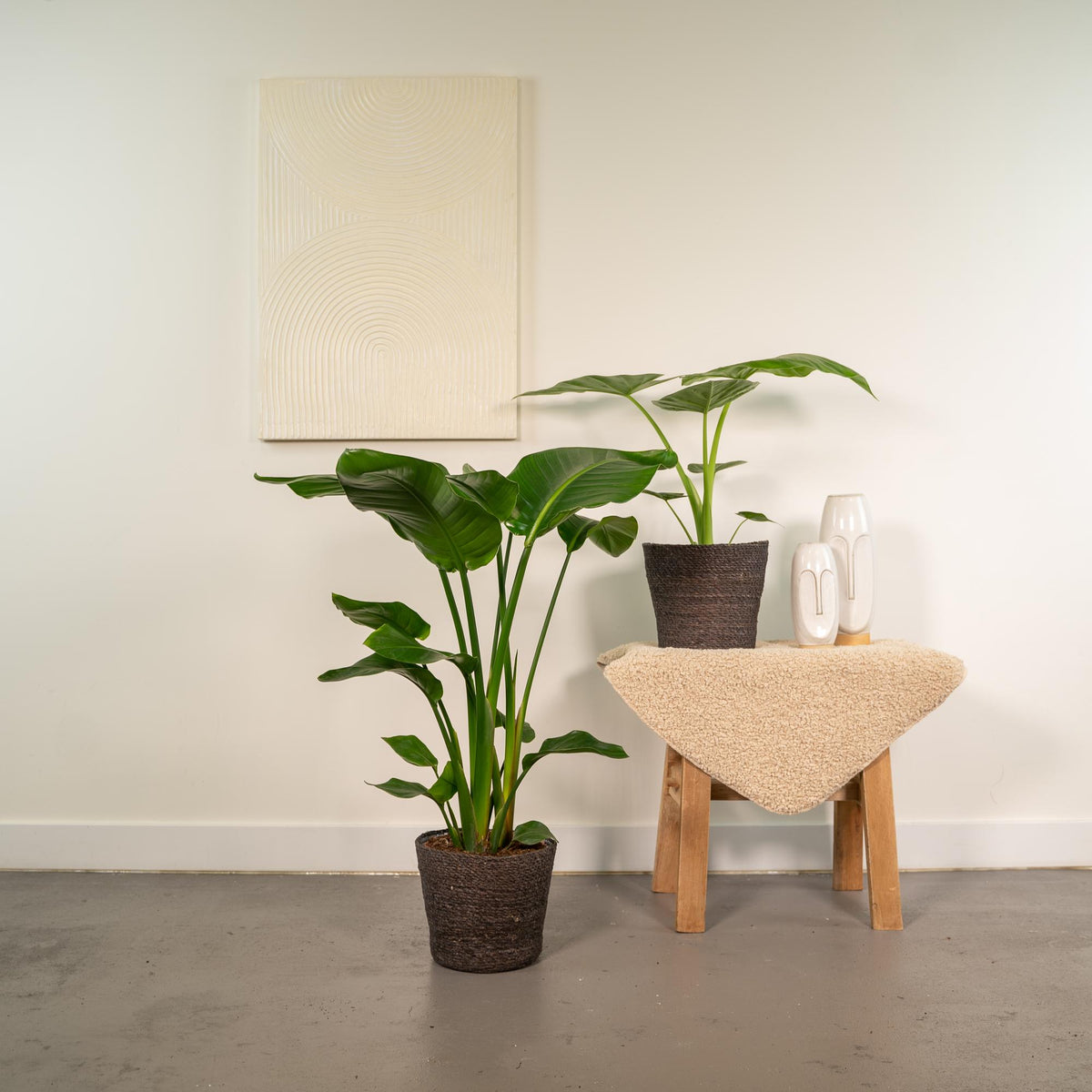 Strelitzia nicolai (hvid paradisfugleblomst) – Ø19 cm, 85 cm høj