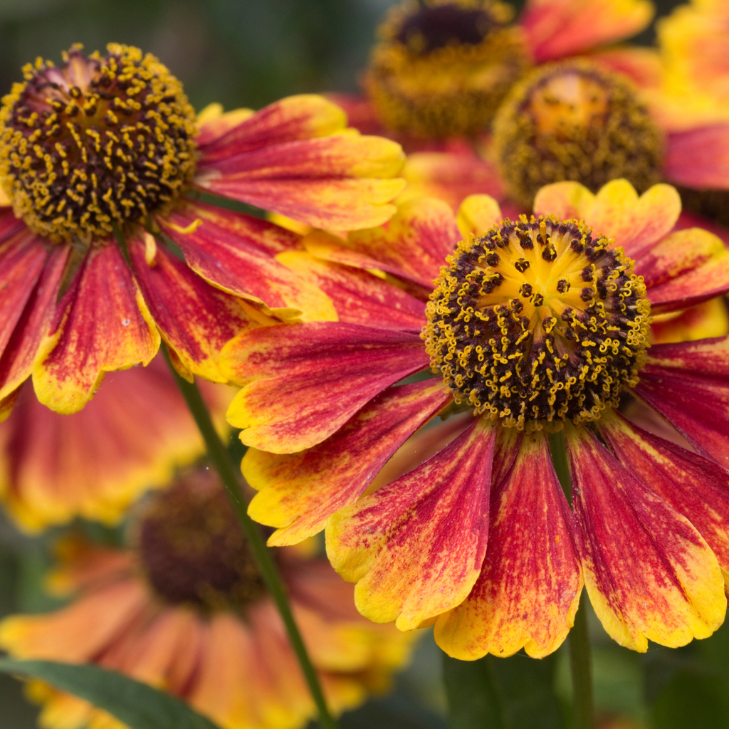 Helenium 'Moerheim Beauty' (tournesol des moines) – 48 plants, Ø9 cm, 10–25 cm de haut – photo 8