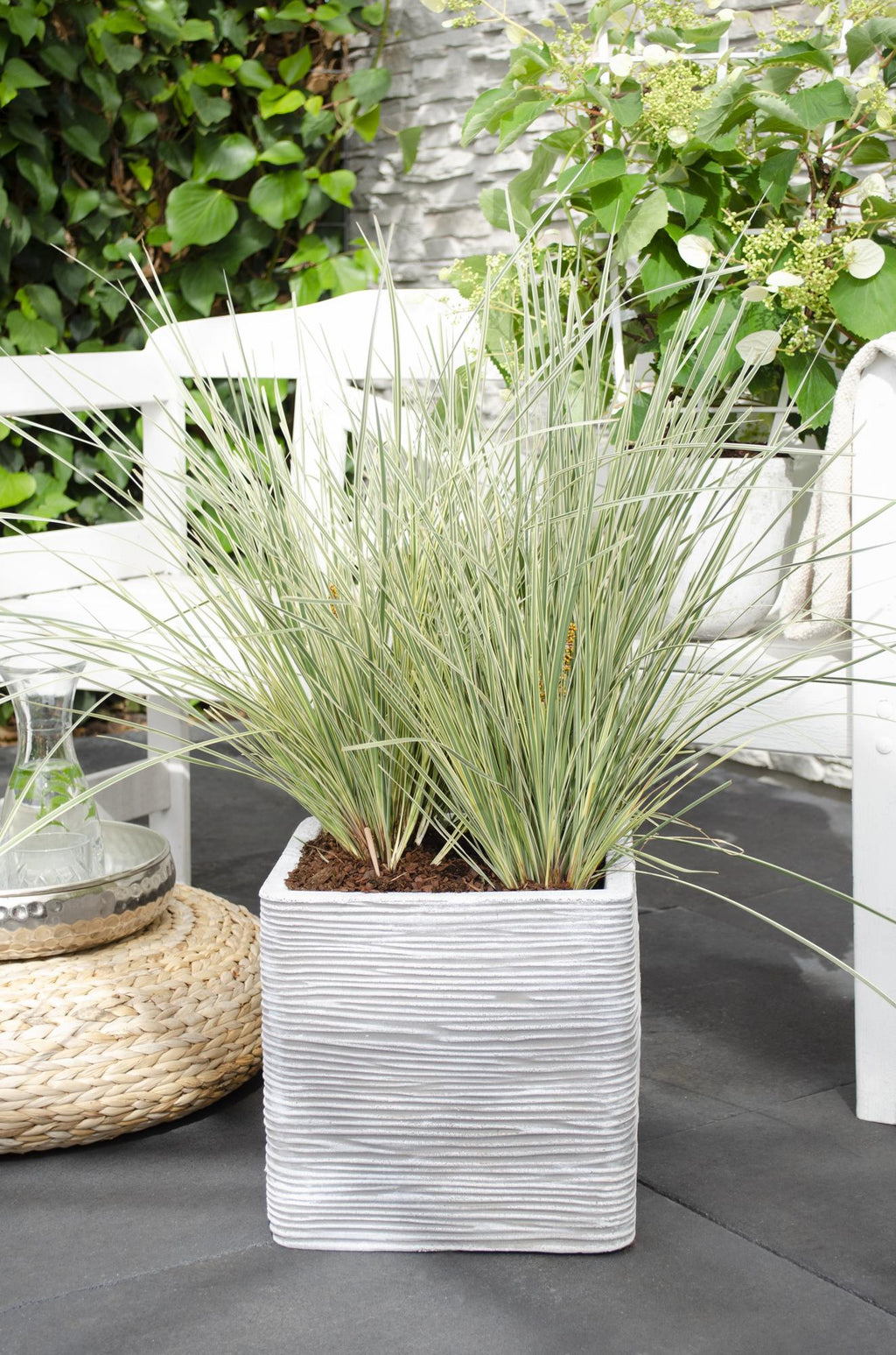 Lomandra longifolia 'White Sands' – Ø19 cm, 40 cm high – photo 3
