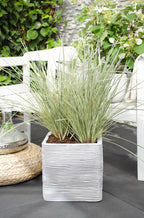 Lomandra longifolia 'White Sands' – Ø19 cm, 40 cm high