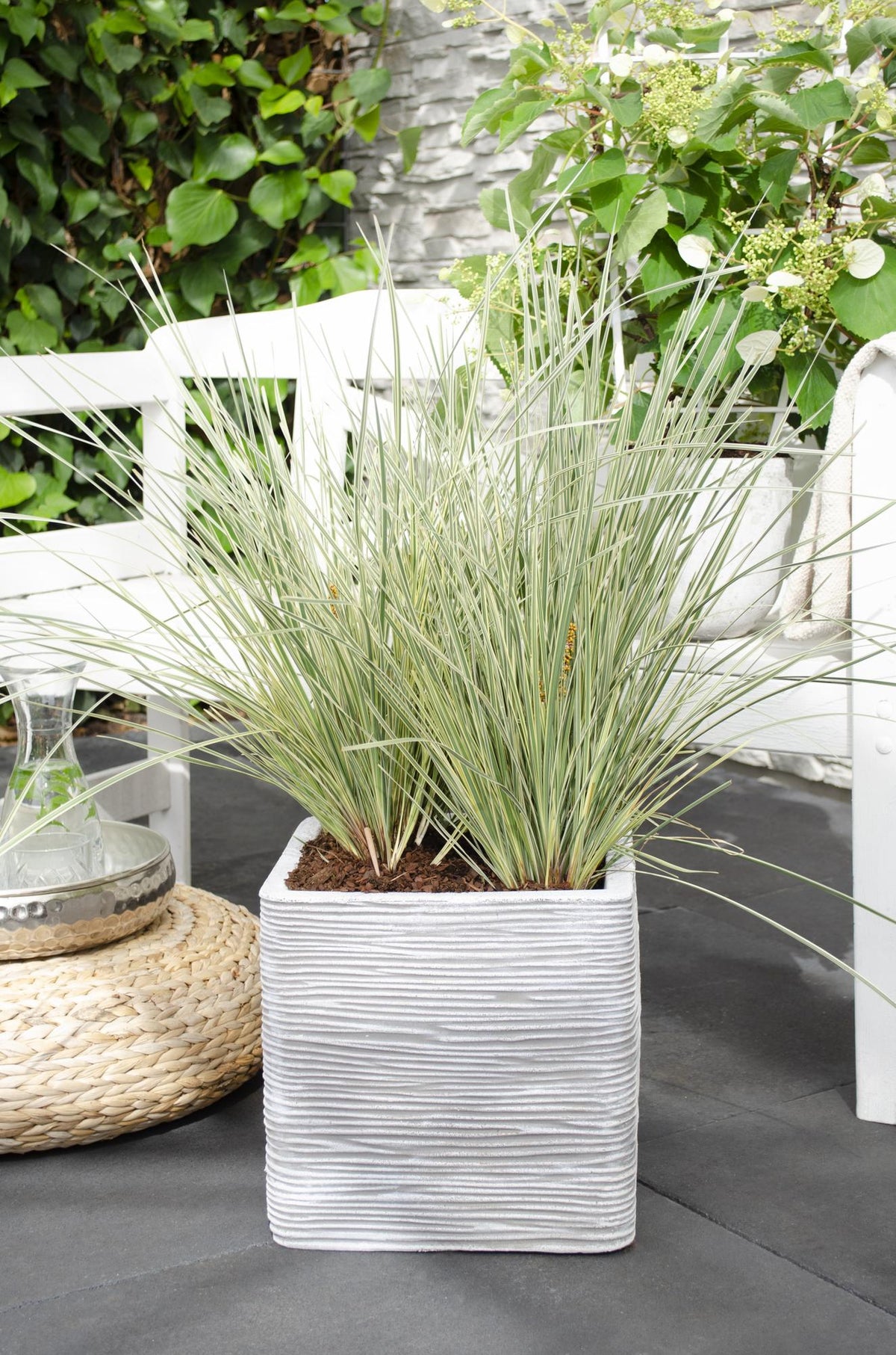 Lomandra longifolia 'White Sands' – Ø19 cm, 40 cm high – photo 3