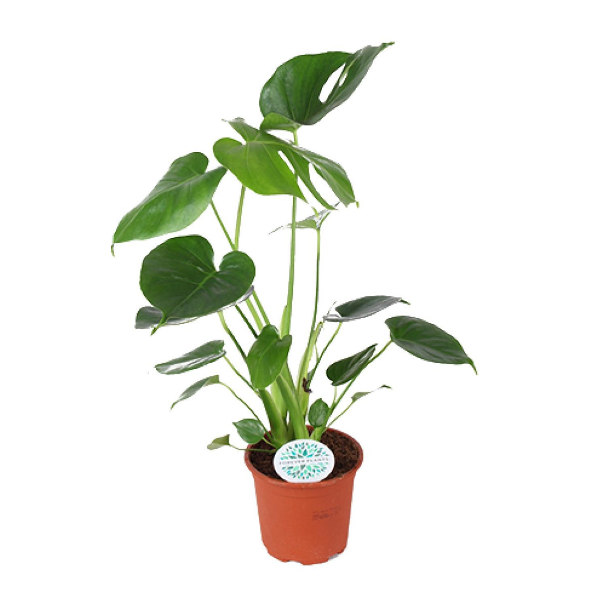 Monstera deliciosa (Fensterblatt) – Ø 14 cm, 45 cm hoch