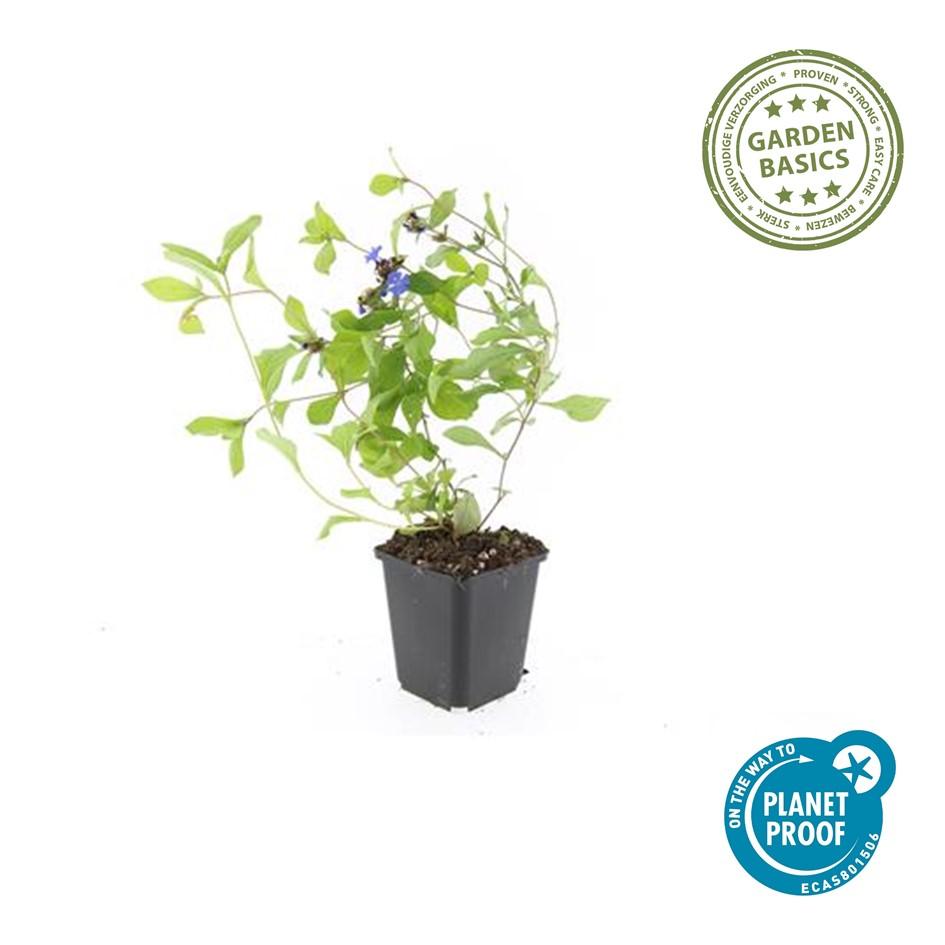 Ceratostigma plumbaginoides (loodkruid) – 60 planten, Ø9 cm, 10–25 cm hoog