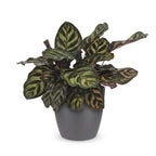 Calathea makoyana im grauen Übertopf von Potter – Ø 12 cm, 25 cm hoch