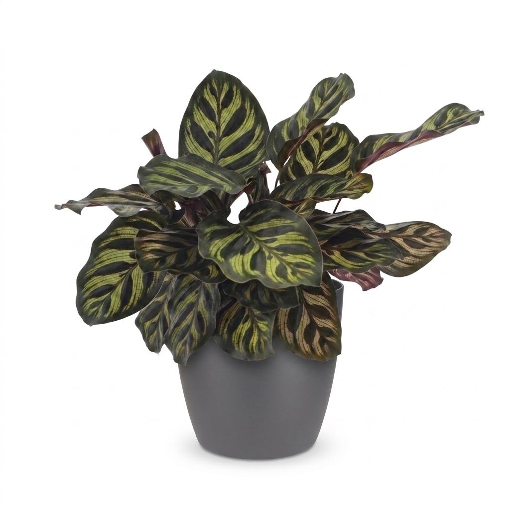 Calathea makoyana im grauen Übertopf von Potter – Ø 12 cm, 25 cm hoch