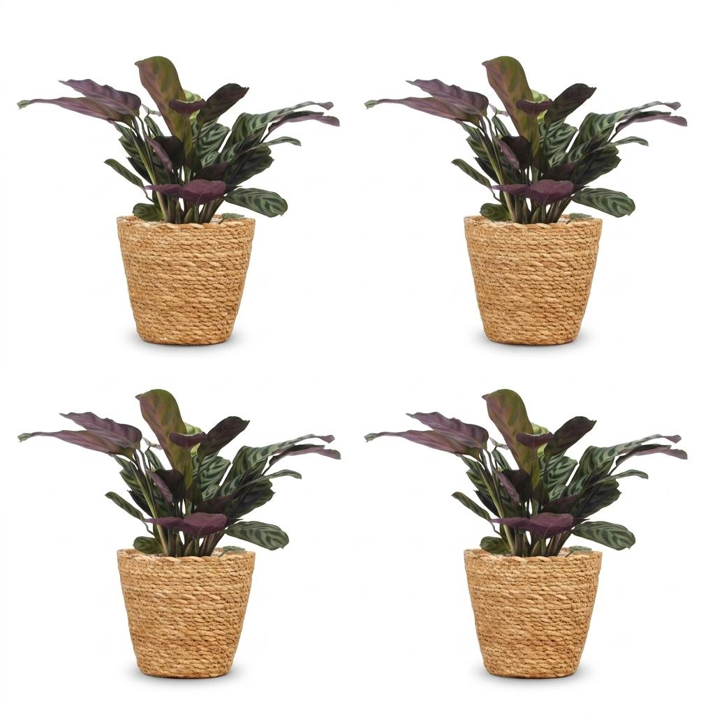 4× Ctenanthe burle-marxii (plante-épi de blé) avec panier – Ø12 cm, 30 cm de haut