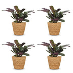 4× Ctenanthe burle-marxii (plante-épi de blé) avec panier – Ø12 cm, 30 cm de haut