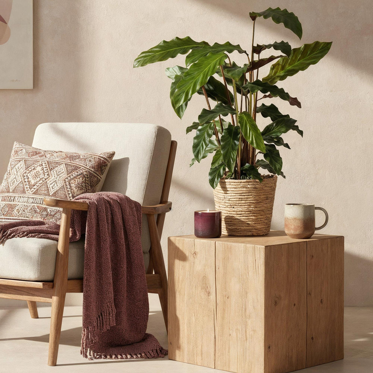 2× Calathea Rufibarba – Ø17 cm, 55–60 cm hoog
