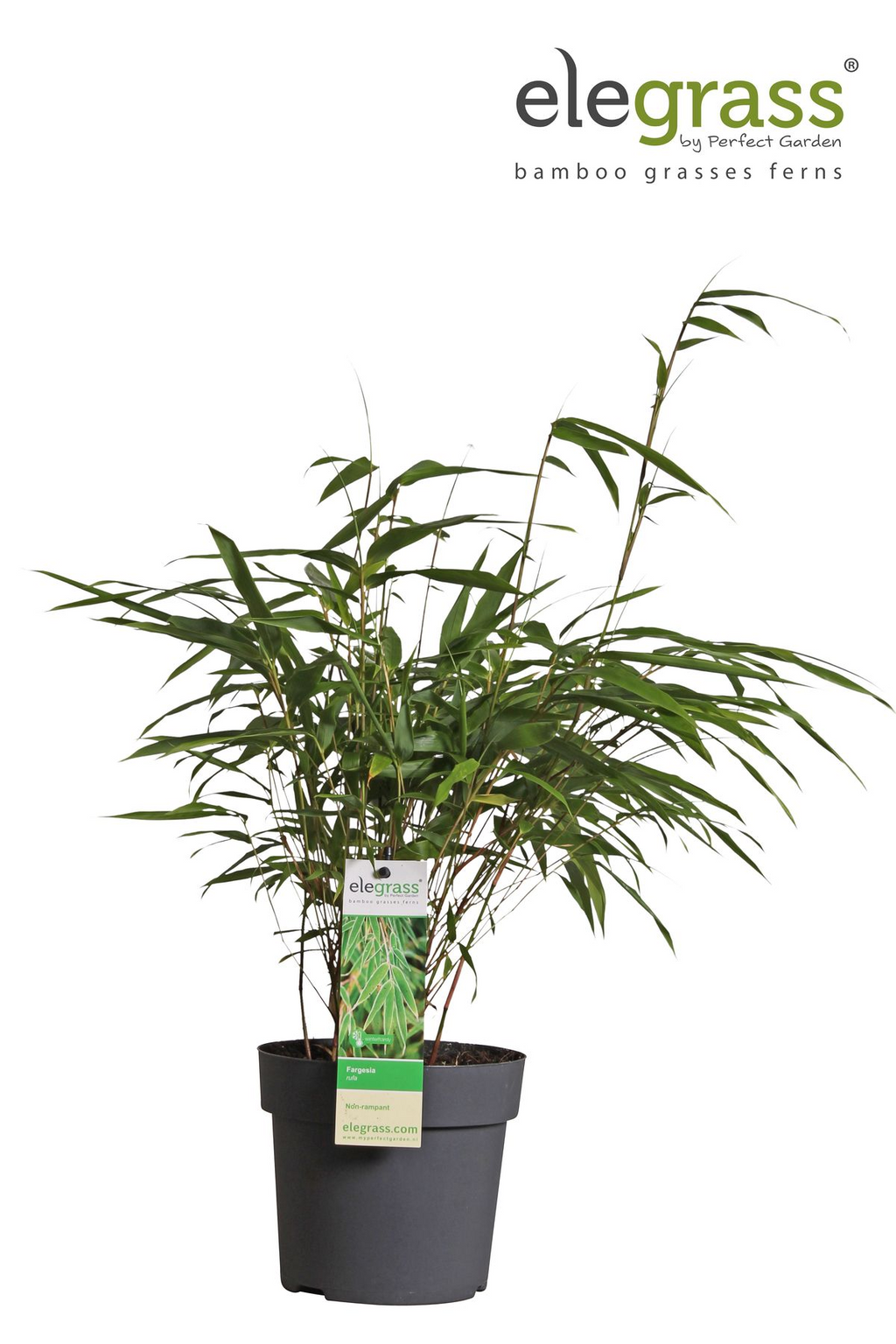 Fargesia rufa (non-invasive bamboo) – Ø14 cm, 40 cm high – photo 8