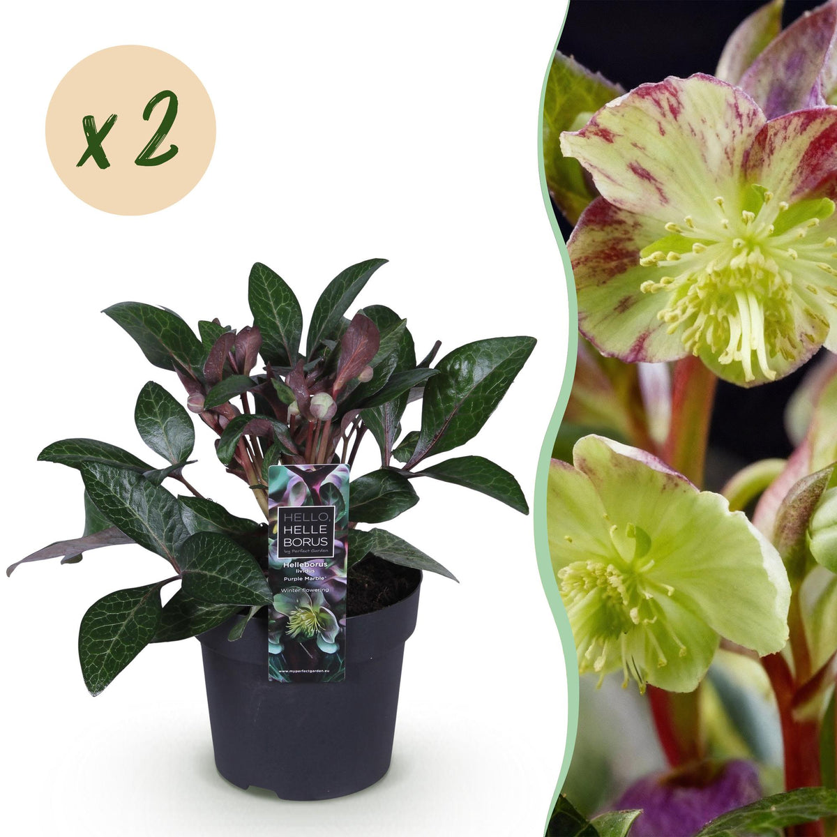Helleborus lividus 'Purple Marble' (kerstroos) – 2 planten, Ø14 cm, 35 cm hoog