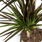 Dracaena marginata Magenta (Drachenbaum) mit Korb – Ø 24 cm, 130–150 cm hoch