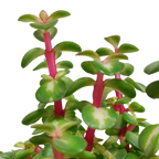 Portulacaria afra mediopicta (arbre à saucisses) dans un pot blanc – Ø11 cm, 25 cm de haut