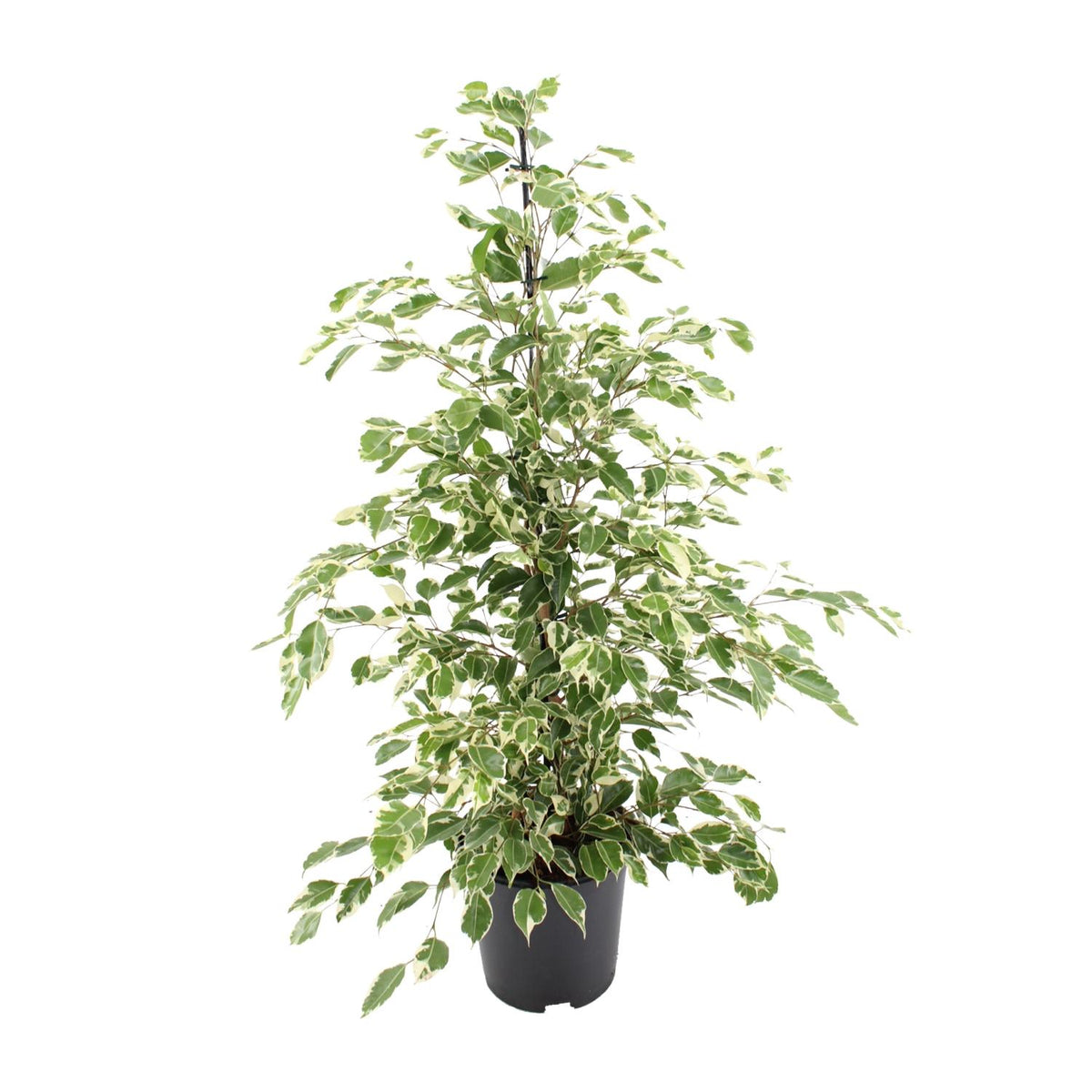 Ficus benjamina Twilight (grædefikus) – Ø21 cm, 95 cm høj