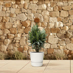 Nerium 'Oleander' – Ø19 cm, 70 cm high