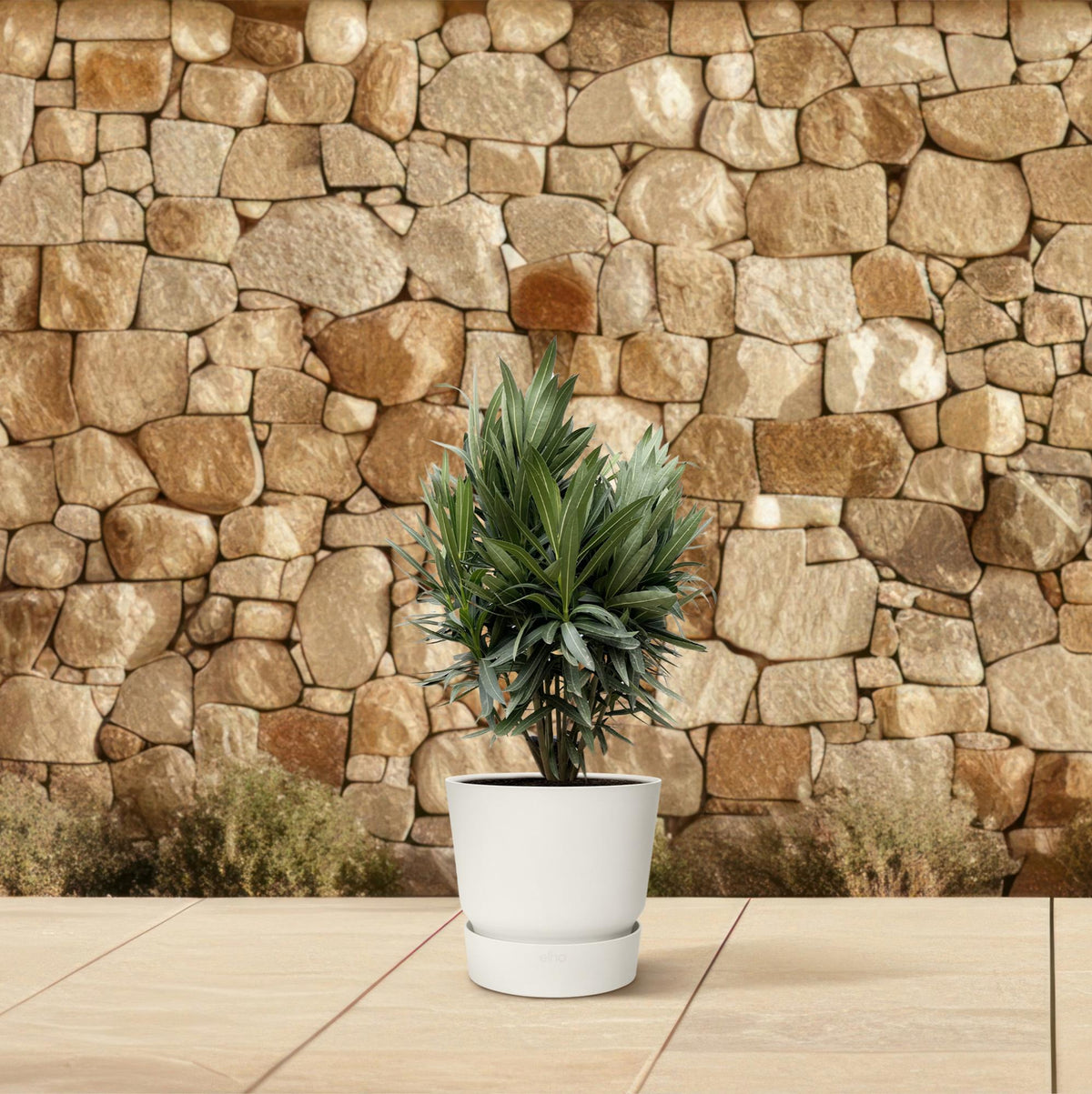 Nerium 'Oleander' – Ø19 cm, 70 cm high – photo 4