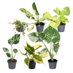 6× jeunes plantes Tropical Mix – Ø6 cm, 10–15 cm de haut