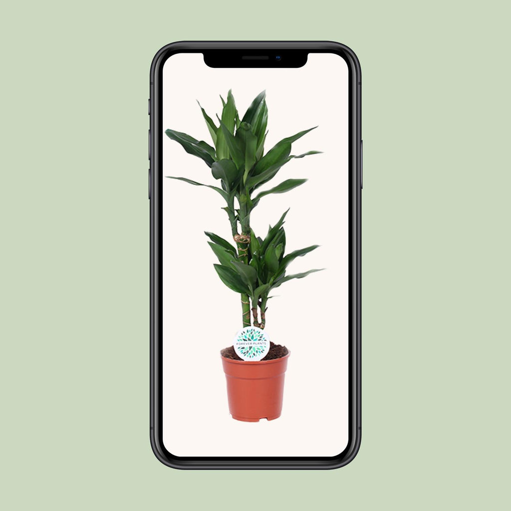 Dracaena Janet Lind (Drachenbaum) – Ø 17 cm, 70 cm hoch