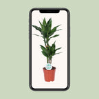 Dracaena Janet Lind (Drachenbaum) – Ø 17 cm, 70 cm hoch
