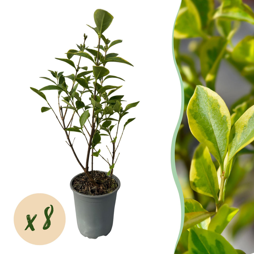 Ligustrum ovalifolium 'Aureum' (golden privet) – 8 plants, Ø9 cm, 35–45 cm high