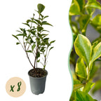 Ligustrum ovalifolium 'Aureum' (golden privet) – 8 plants, Ø9 cm, 35–45 cm high