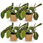 4× Maranta Fascinator Tricolour (plante prieuse) avec panier – Ø12 cm, 25 cm de haut