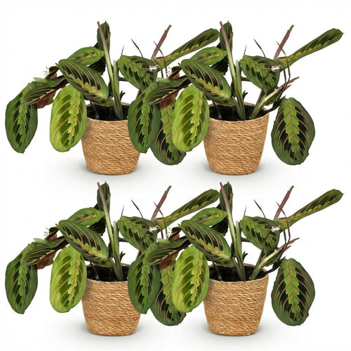 4× Maranta Fascinator Tricolour (Gebetsstaude) mit Körbchen – Ø 12 cm, 25 cm hoch