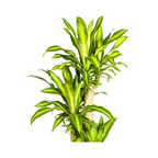 Dracaena fragrans Massangeana (dragebreg) – Ø30 cm, 170–190 cm høj
