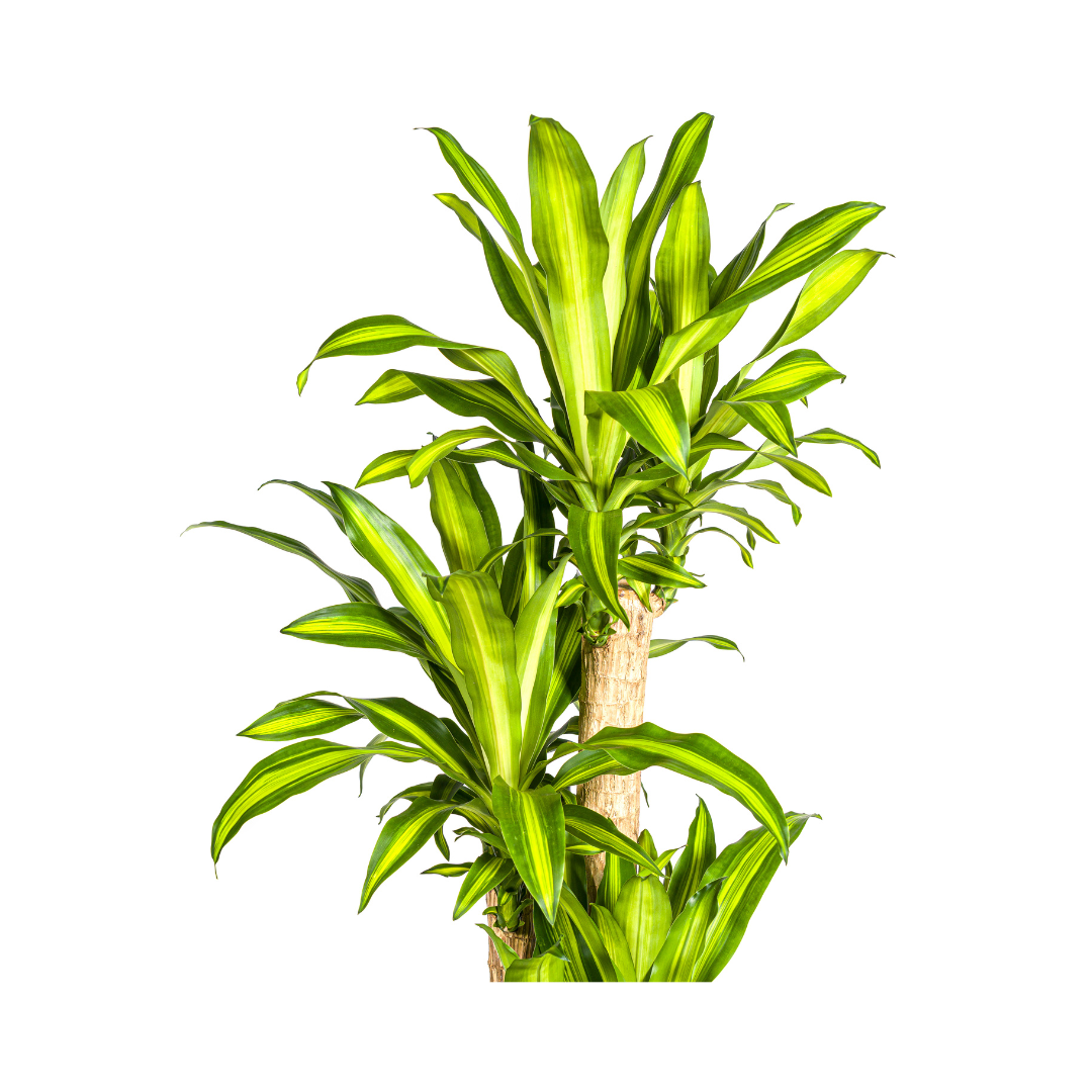 Dracaena fragrans Massangeana (Drachenbaum) – Ø 30 cm, 170–190 cm hoch