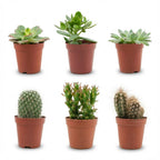 6× Mix af ægte kaktusser og sukkulenter (Cactaceae) – Ø6 cm, 5–10 cm høje