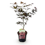 Acer palmatum 'Bloodgood' (japansk ahorn) – rød – Ø19 cm, 70 cm høj