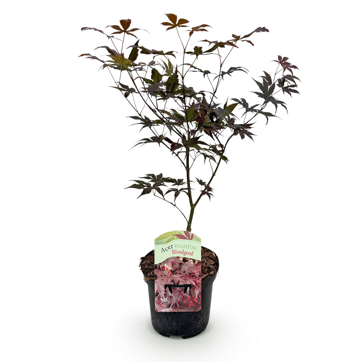 Acer palmatum 'Bloodgood' (japansk ahorn) – rød – Ø19 cm, 70 cm høj – billede 2