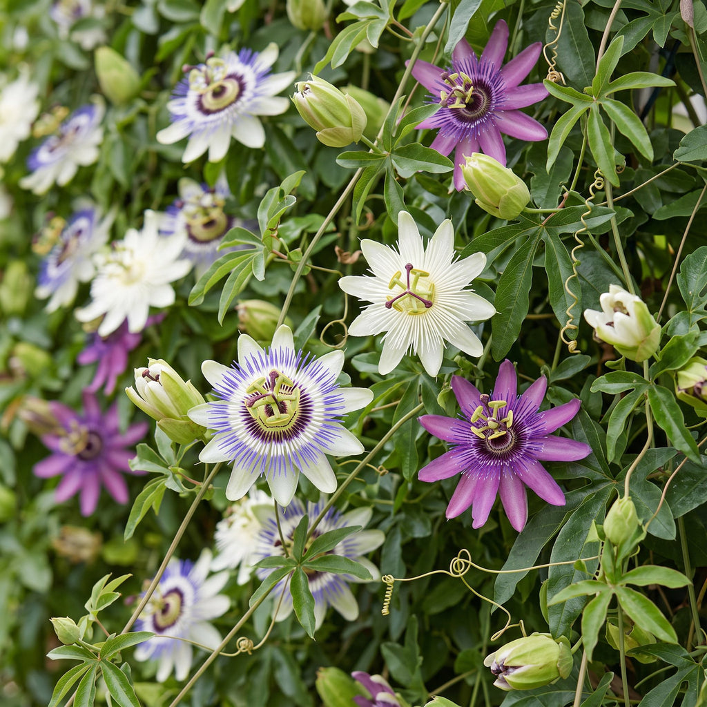 Passiflora 'Tricolour' (passiflore tricolore) – blanc-violet-rose – 9 plantes, Ø9 cm, 35 cm de haut – photo 5
