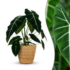 Alocasia Frydek (elefantøre) med kurv – Ø19 cm, 60 cm høj