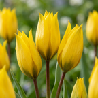 Skovtulip (Tulipa sylvestris) – 20 blomsterløg (løgstørrelse 5/6)
