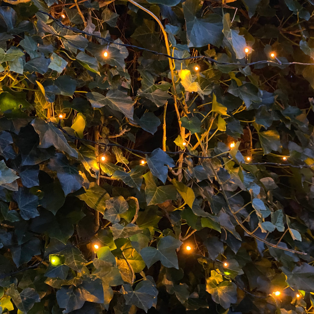 Hedera hibernica (klimop) – Ø120 cm, 120 × 150 cm – foto 4