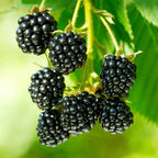 Rubus fruticosus 'Black Satin' (brombæreplante) – 2 planter, Ø15 cm, 50 cm høje