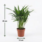 4× Areca lutescens (Dypsis) – Ø12 cm, 45 cm høj